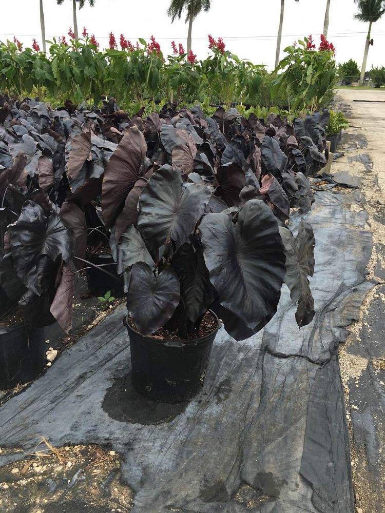 colocasia-esculenta-royal-hawaiian-black-coral-taro-elephant-ear