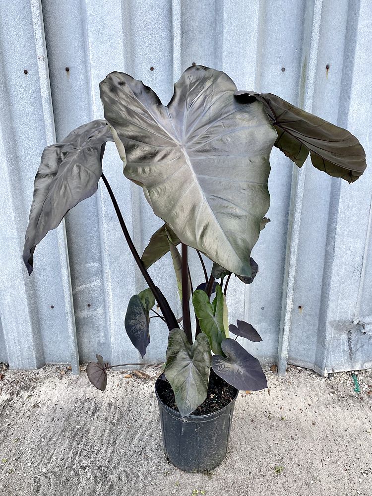 colocasia-esculenta-royal-hawaiian-black-coral-taro-elephant-ear