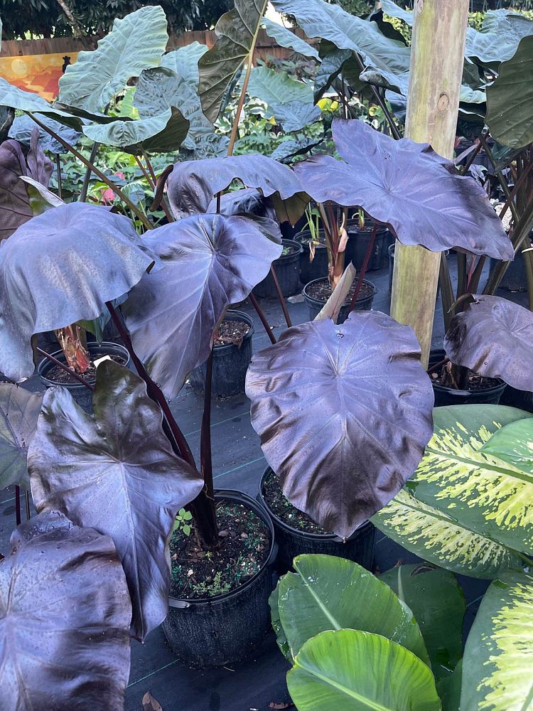 colocasia-esculenta-royal-hawaiian-black-coral-taro-elephant-ear