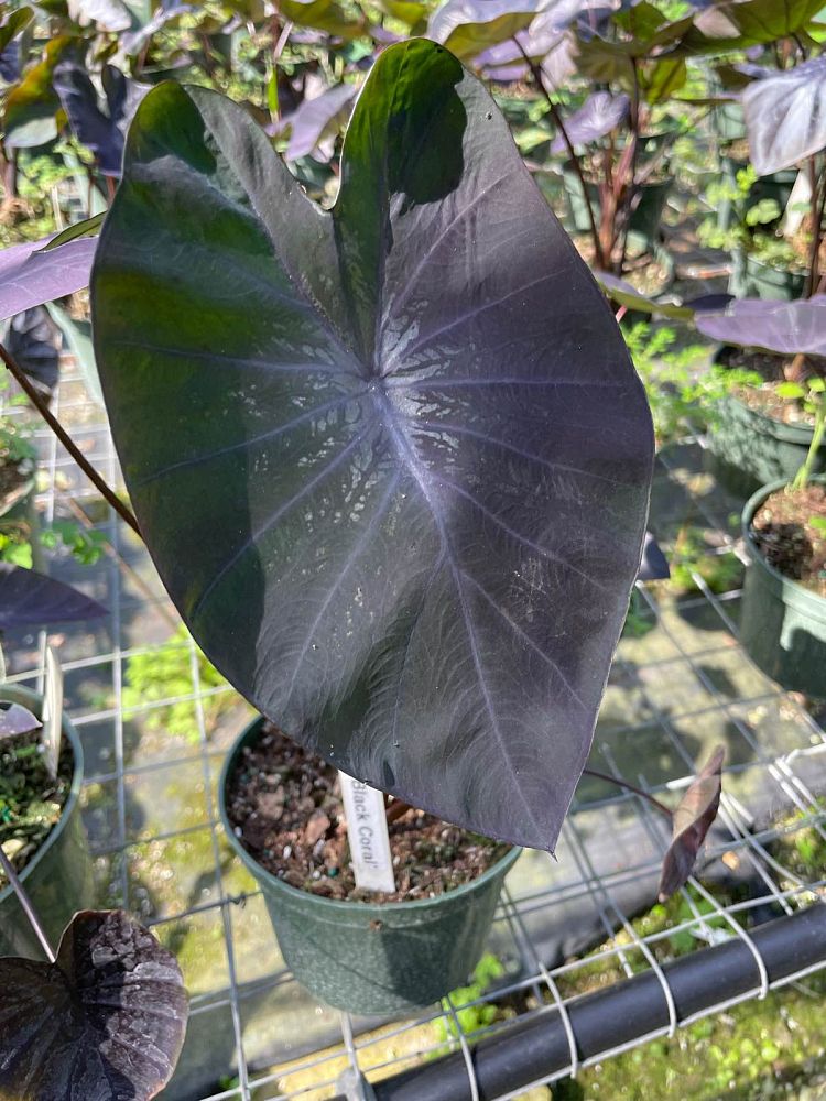 colocasia-esculenta-royal-hawaiian-black-coral-taro-elephant-ear