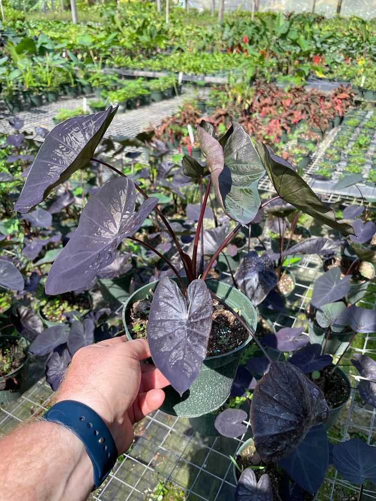 colocasia-esculenta-royal-hawaiian-black-coral-taro-elephant-ear