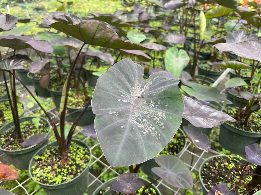 colocasia-esculenta-royal-hawaiian-black-coral-taro-elephant-ear