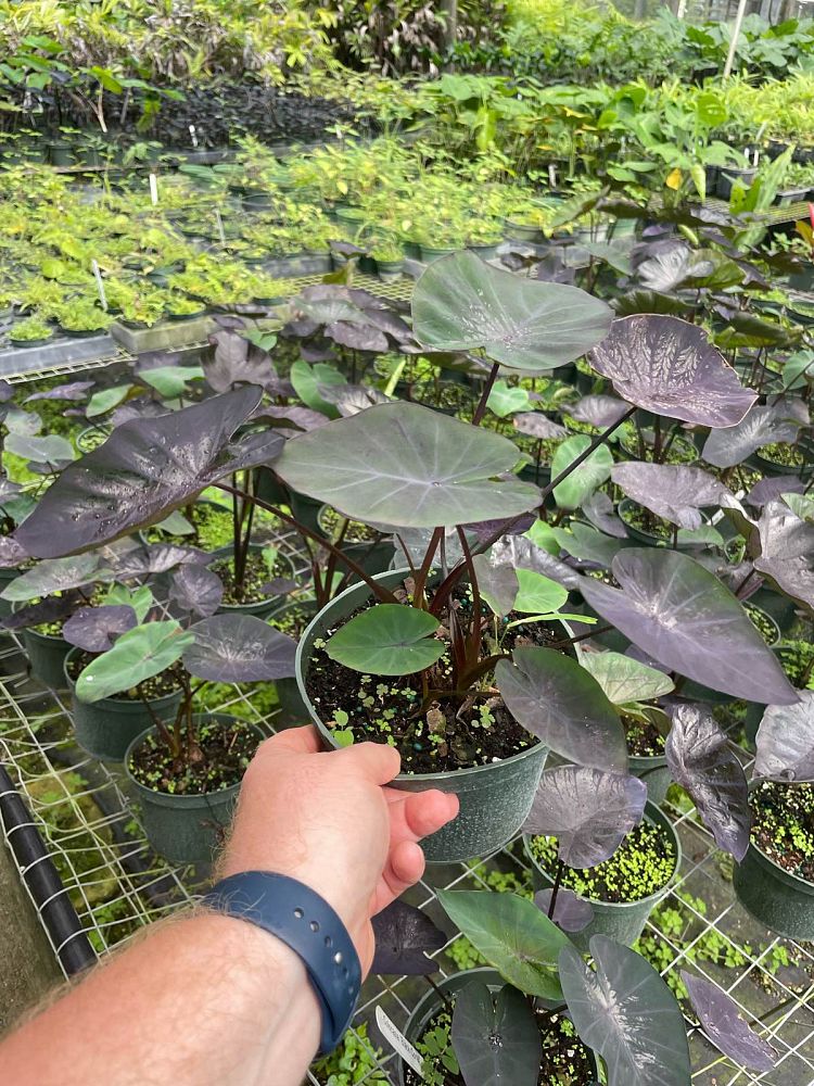 colocasia-esculenta-royal-hawaiian-black-coral-taro-elephant-ear