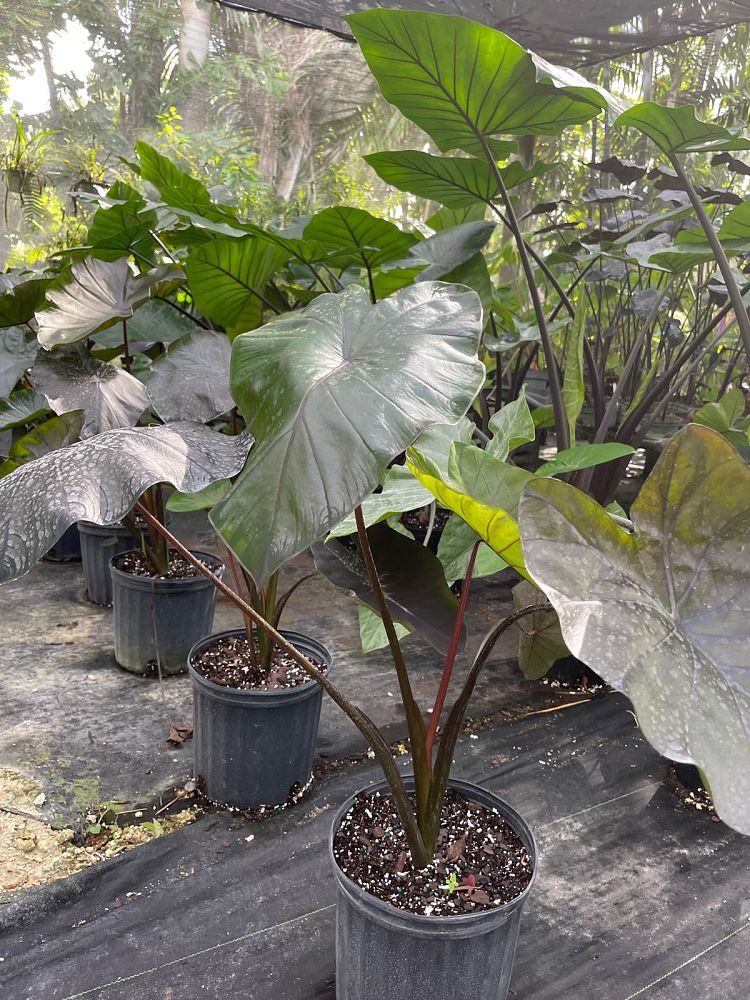 colocasia-esculenta-royal-hawaiian-black-coral-taro-elephant-ear