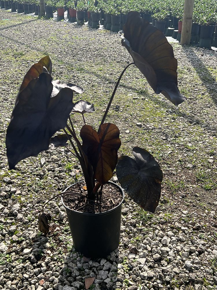 colocasia-esculenta-royal-hawaiian-black-coral-taro-elephant-ear