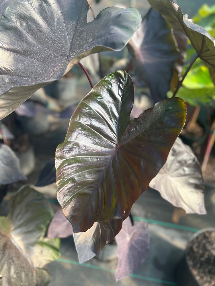 colocasia-esculenta-royal-hawaiian-black-coral-taro-elephant-ear
