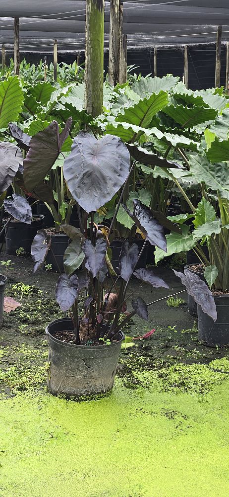 colocasia-esculenta-royal-hawaiian-black-coral-taro-elephant-ear