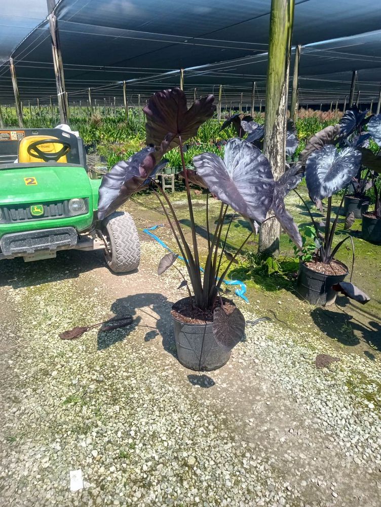 colocasia-esculenta-royal-hawaiian-black-coral-taro-elephant-ear