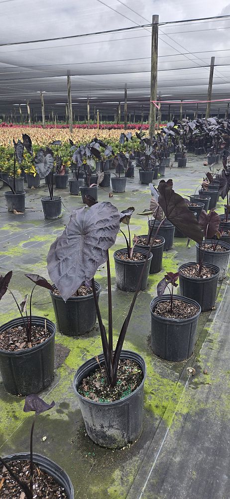 colocasia-esculenta-royal-hawaiian-black-coral-taro-elephant-ear