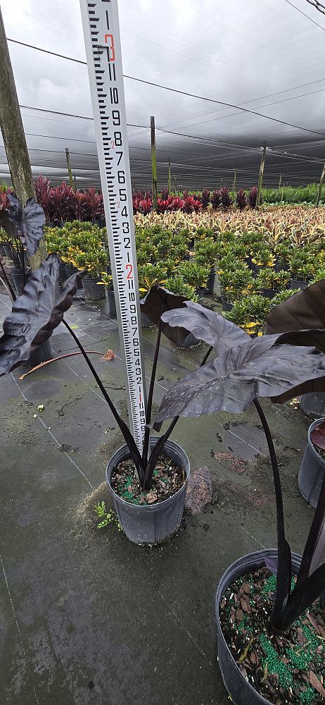 colocasia-esculenta-royal-hawaiian-black-coral-taro-elephant-ear