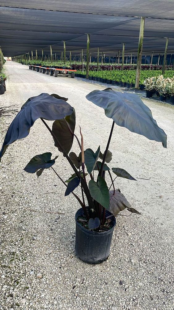colocasia-esculenta-royal-hawaiian-black-coral-taro-elephant-ear