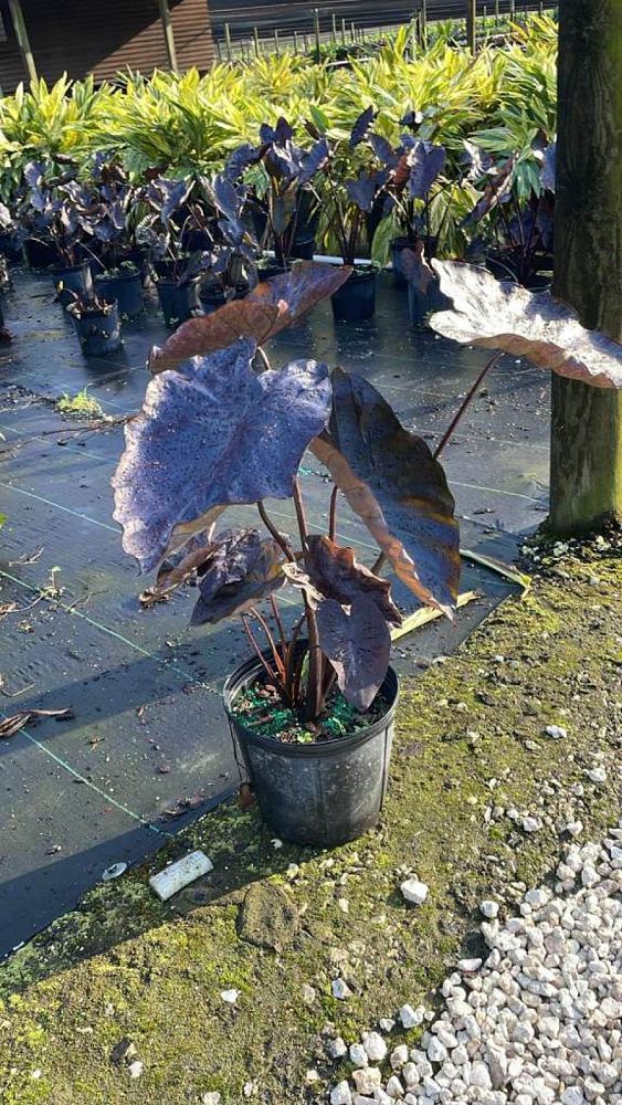 colocasia-esculenta-royal-hawaiian-black-coral-taro-elephant-ear