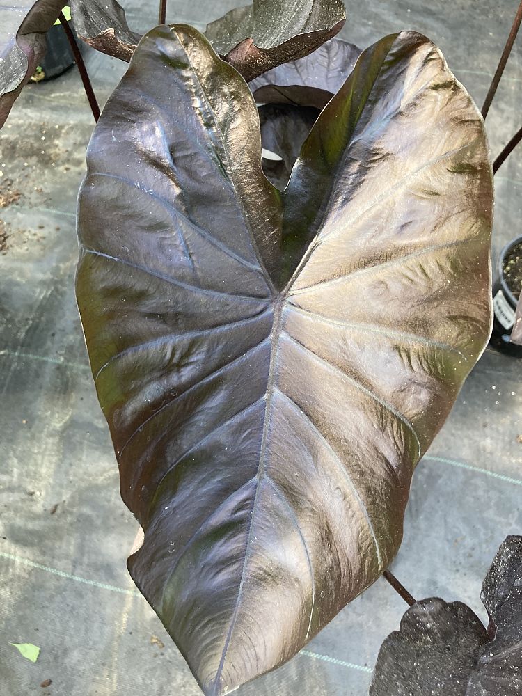 colocasia-esculenta-royal-hawaiian-black-coral-taro-elephant-ear