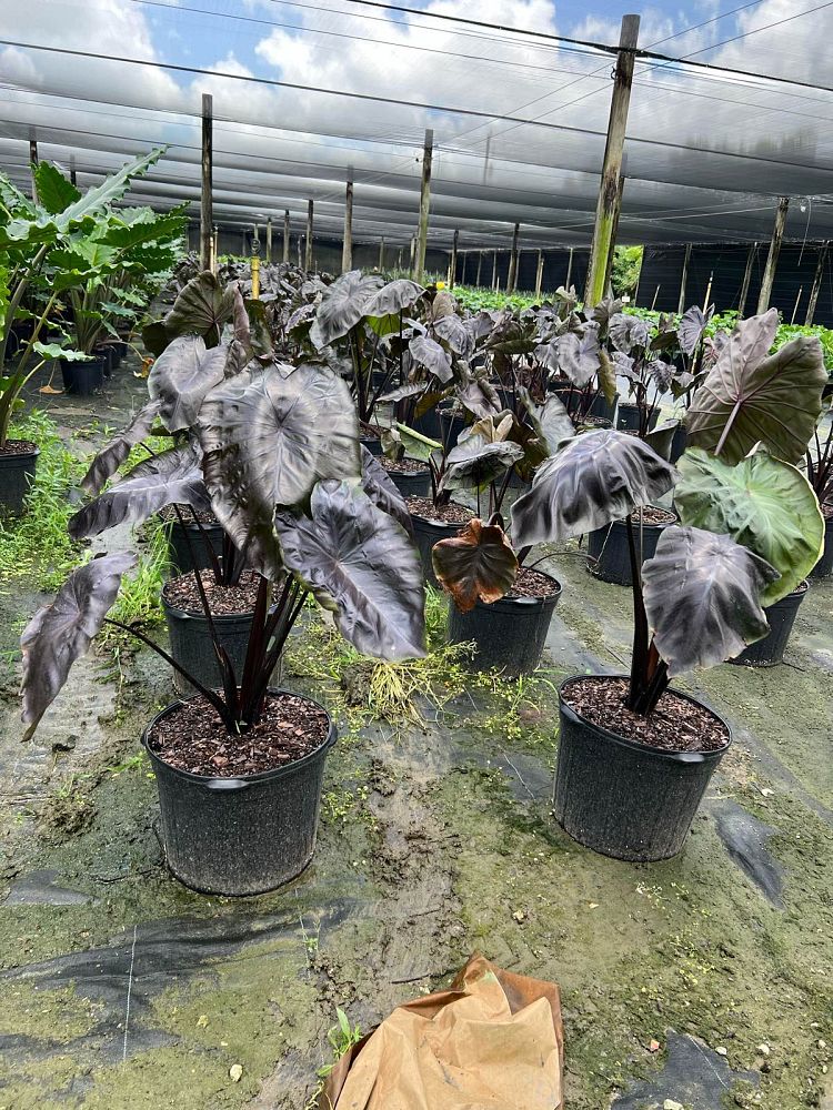 colocasia-esculenta-royal-hawaiian-black-coral-taro-elephant-ear