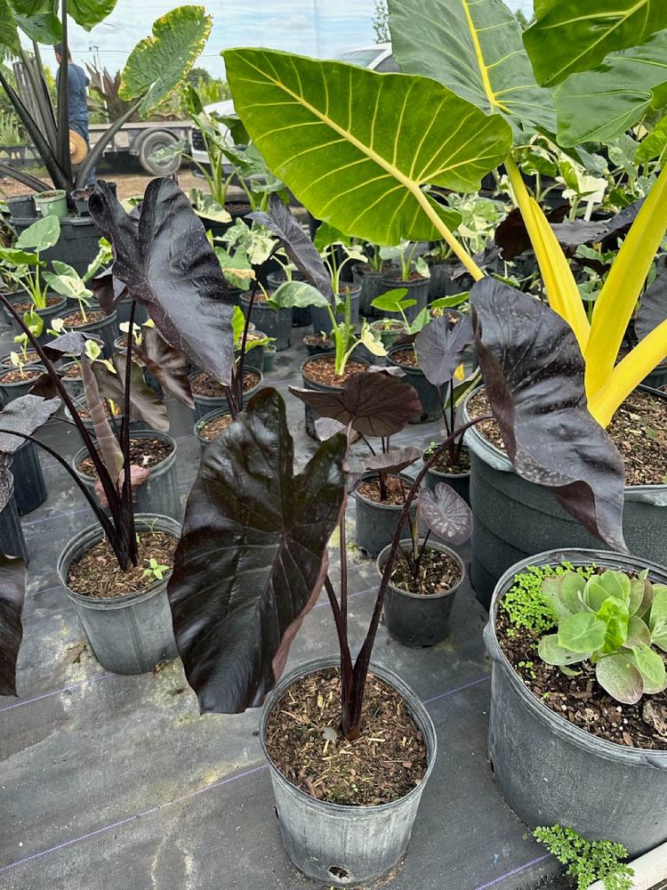 colocasia-esculenta-royal-hawaiian-black-coral-taro-elephant-ear
