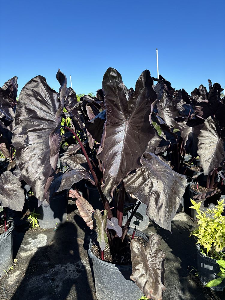 colocasia-esculenta-royal-hawaiian-black-coral-taro-elephant-ear