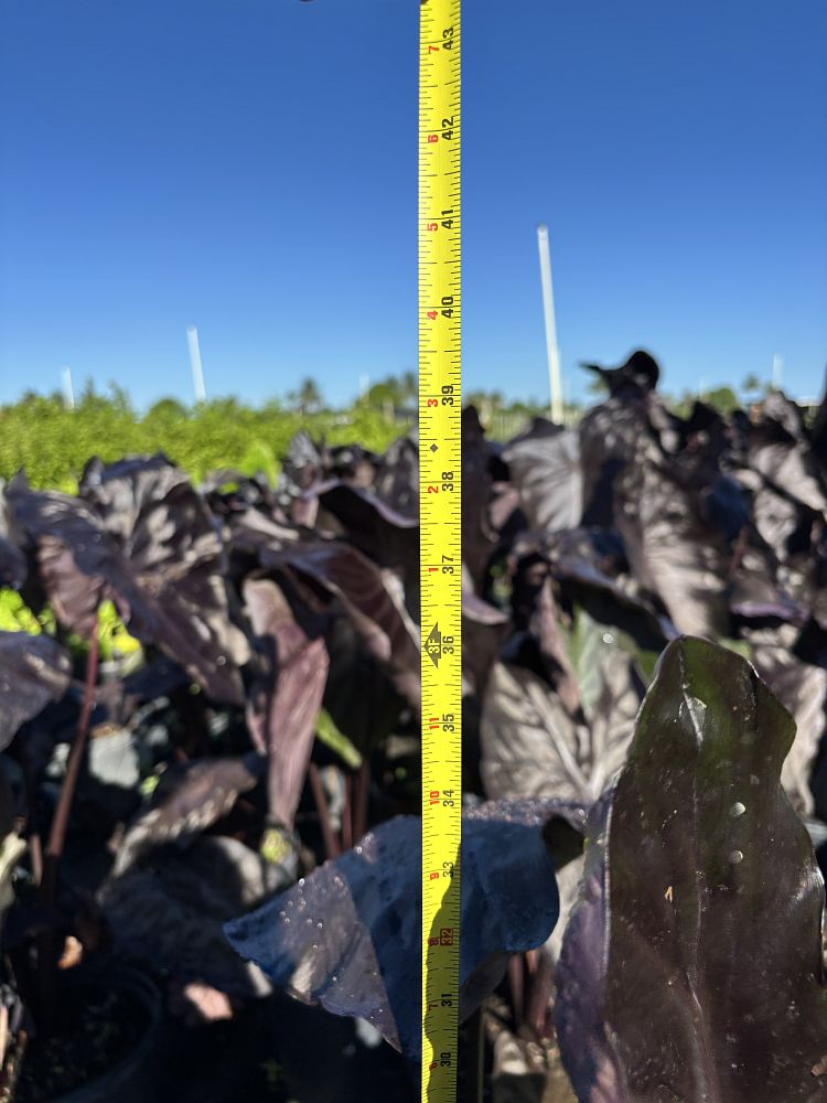 colocasia-esculenta-royal-hawaiian-black-coral-taro-elephant-ear
