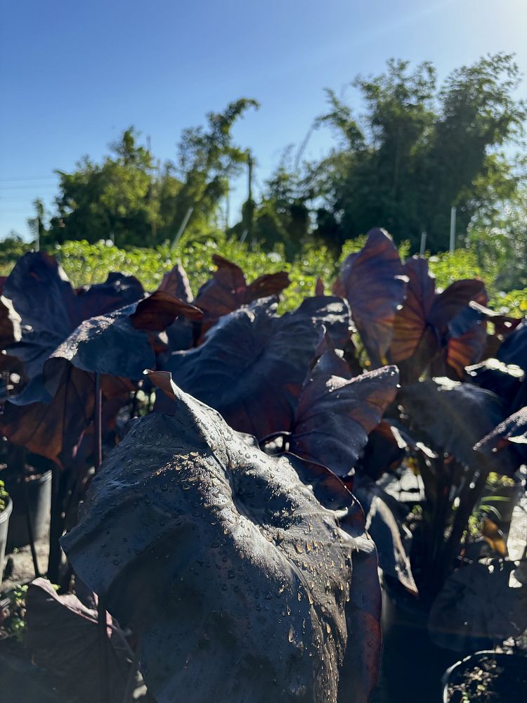 colocasia-esculenta-royal-hawaiian-black-coral-taro-elephant-ear