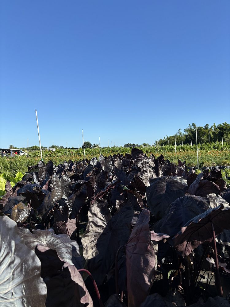 colocasia-esculenta-royal-hawaiian-black-coral-taro-elephant-ear