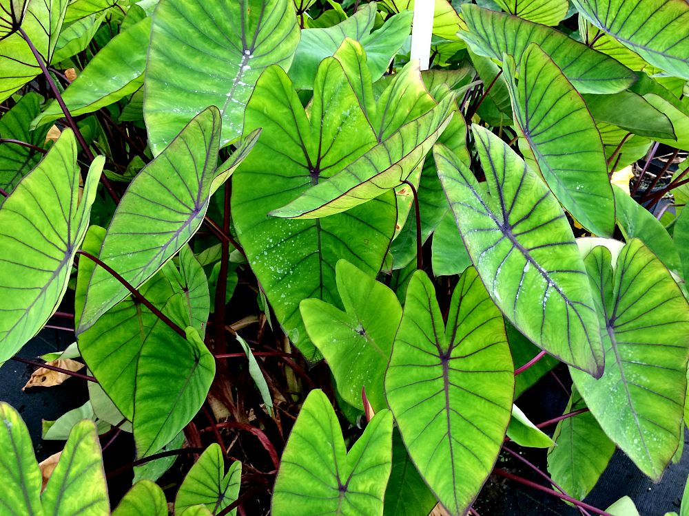 colocasia-esculenta-royal-hawaiian-blue-hawaii-taro-elephant-ear