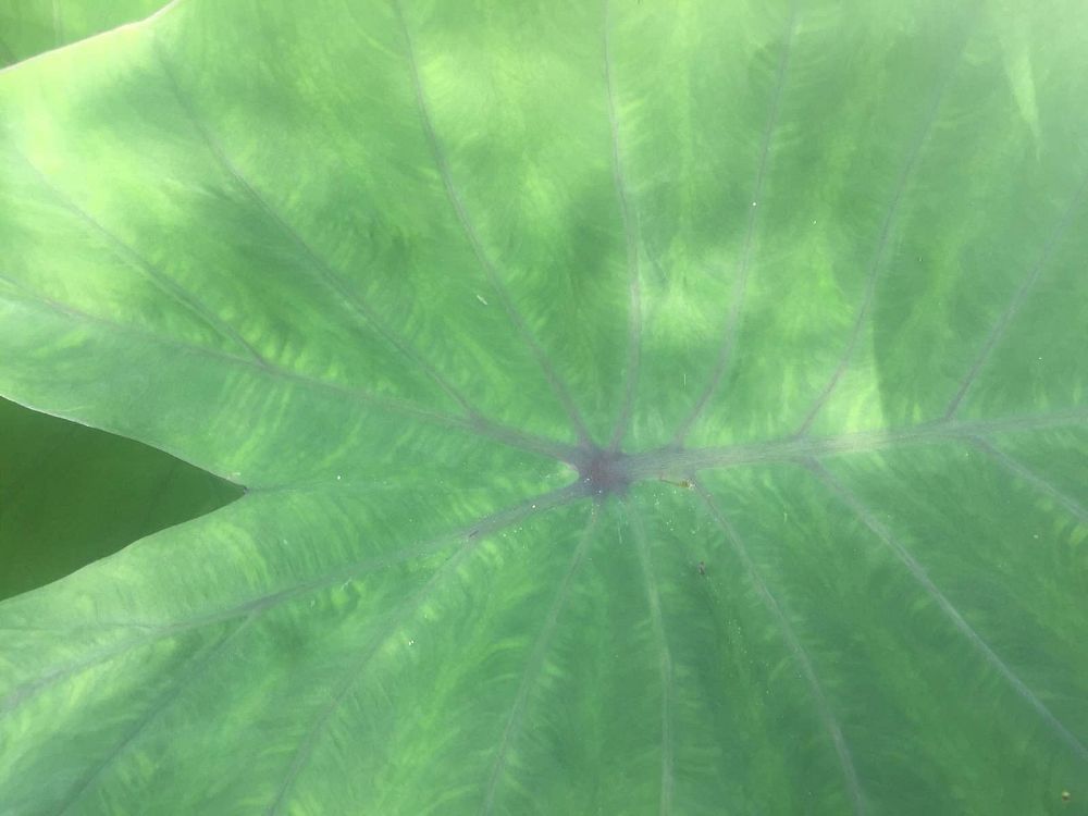 colocasia-esculenta-royal-hawaiian-blue-hawaii-taro-elephant-ear