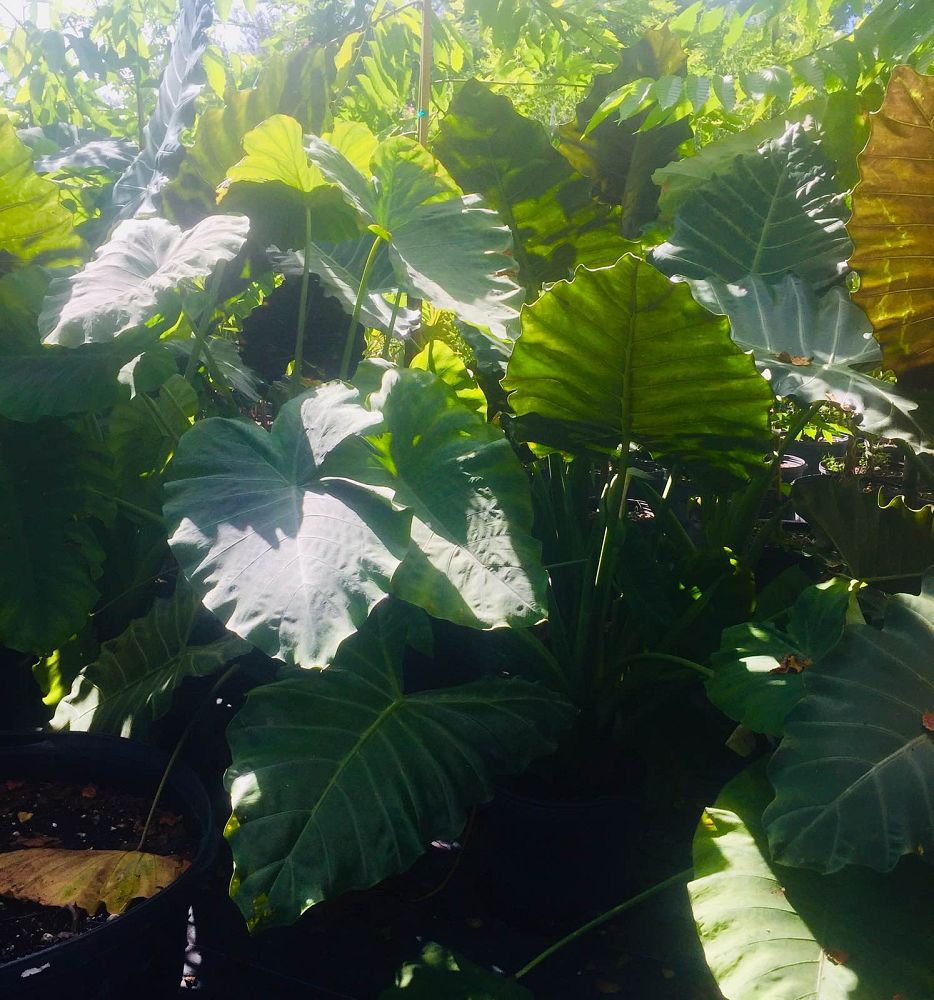 colocasia-esculenta-royal-hawaiian-blue-hawaii-taro-elephant-ear