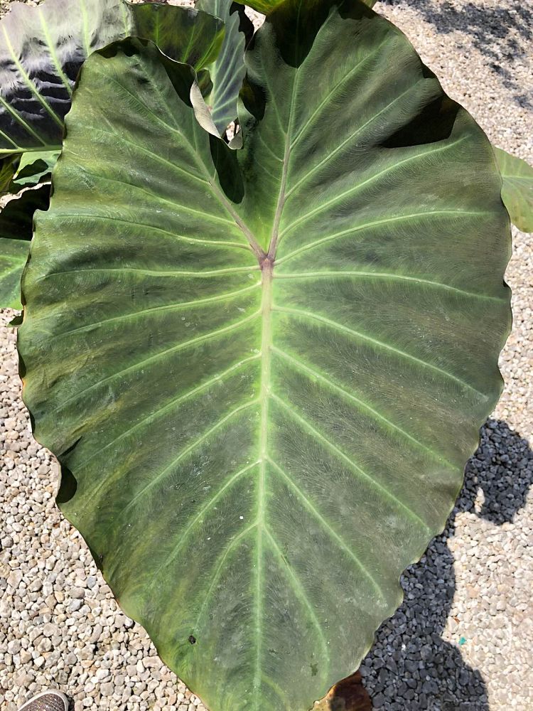 colocasia-esculenta-royal-hawaiian-blue-hawaii-taro-elephant-ear