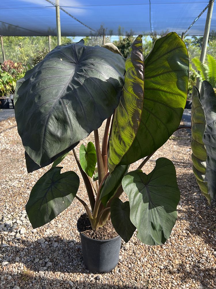 colocasia-esculenta-royal-hawaiian-diamond-head-taro-elephant-ear
