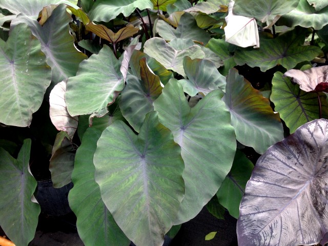 colocasia-esculenta-royal-hawaiian-hawaiian-eye-taro-elephant-ear