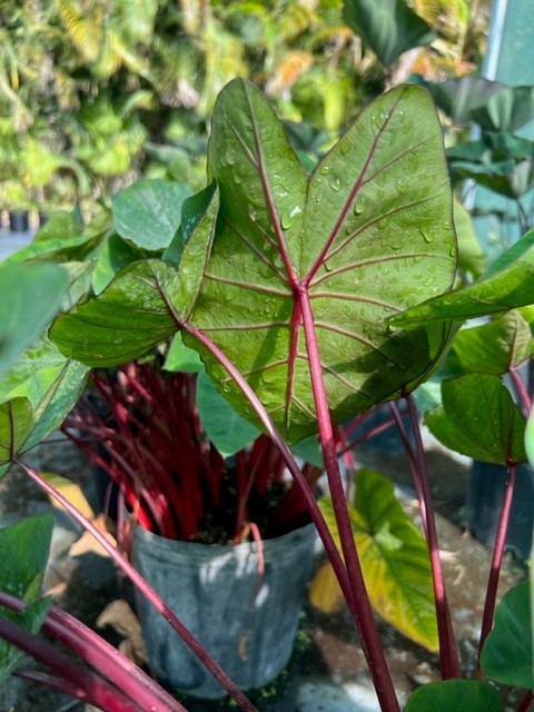 colocasia-esculenta-royal-hawaiian-hawaiian-punch-taro-elephant-ear