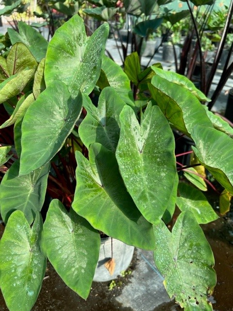 colocasia-esculenta-royal-hawaiian-hawaiian-punch-taro-elephant-ear