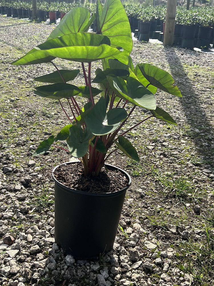 colocasia-esculenta-royal-hawaiian-hawaiian-punch-taro-elephant-ear