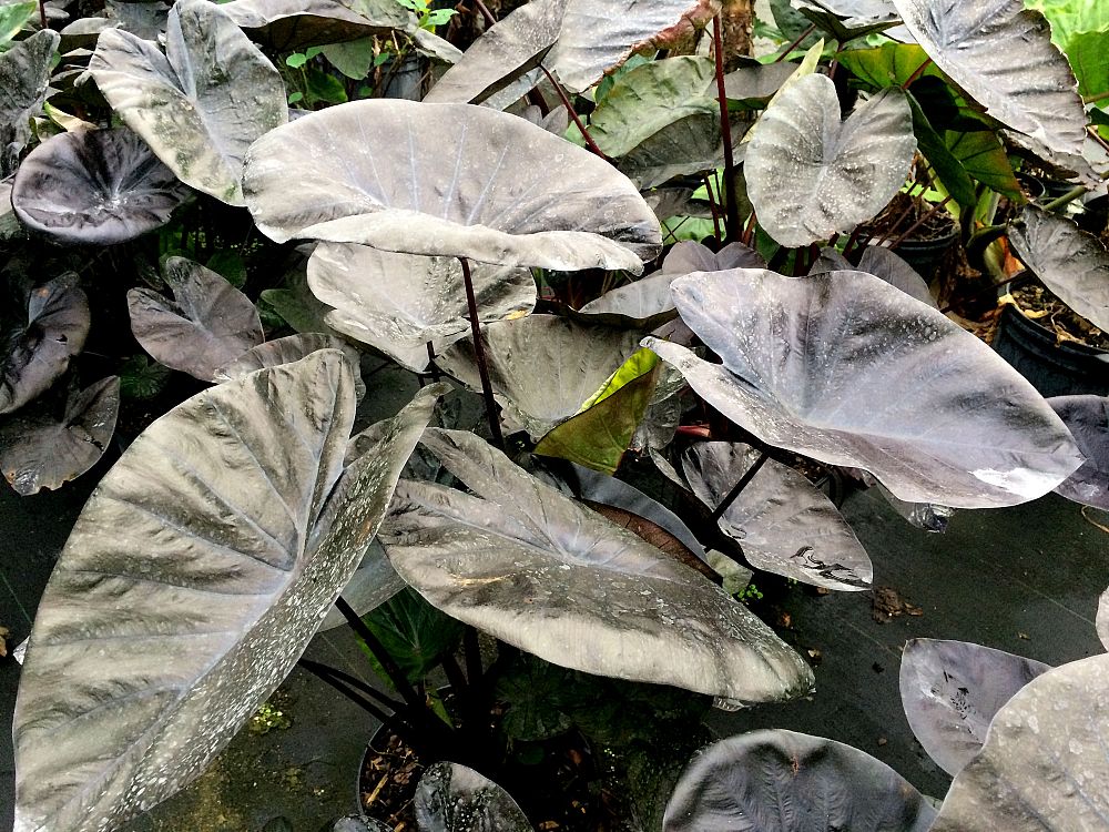 colocasia-esculenta-royal-hawaiian-kona-coffee-taro-elephant-ear