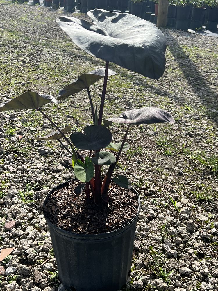 colocasia-esculenta-royal-hawaiian-kona-coffee-taro-elephant-ear