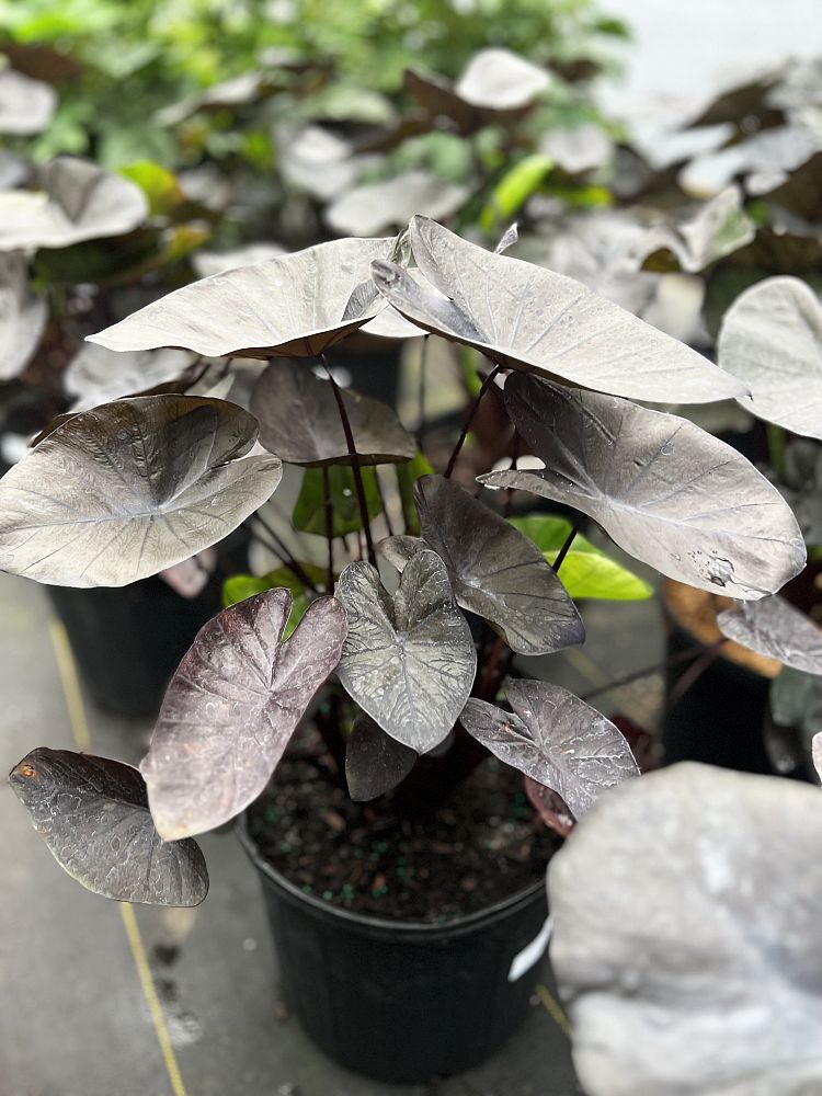 colocasia-esculenta-royal-hawaiian-kona-coffee-taro-elephant-ear