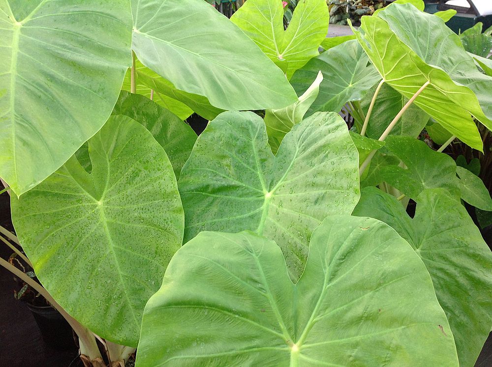 colocasia-esculenta-royal-hawaiian-maui-gold-taro-elephant-ear