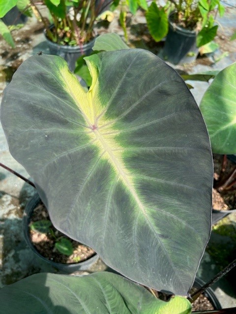 colocasia-esculenta-royal-hawaiian-tropical-storm-taro-elephant-ear