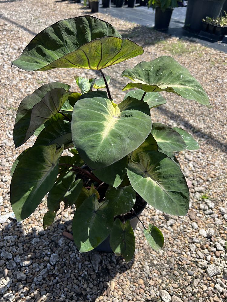 colocasia-esculenta-royal-hawaiian-tropical-storm-taro-elephant-ear