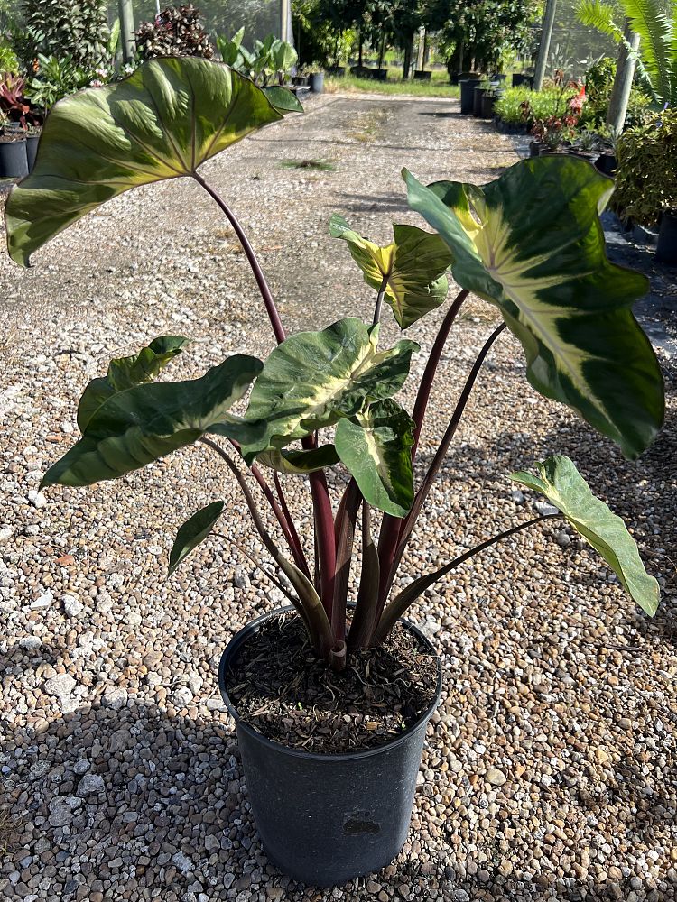 colocasia-esculenta-royal-hawaiian-waikiki