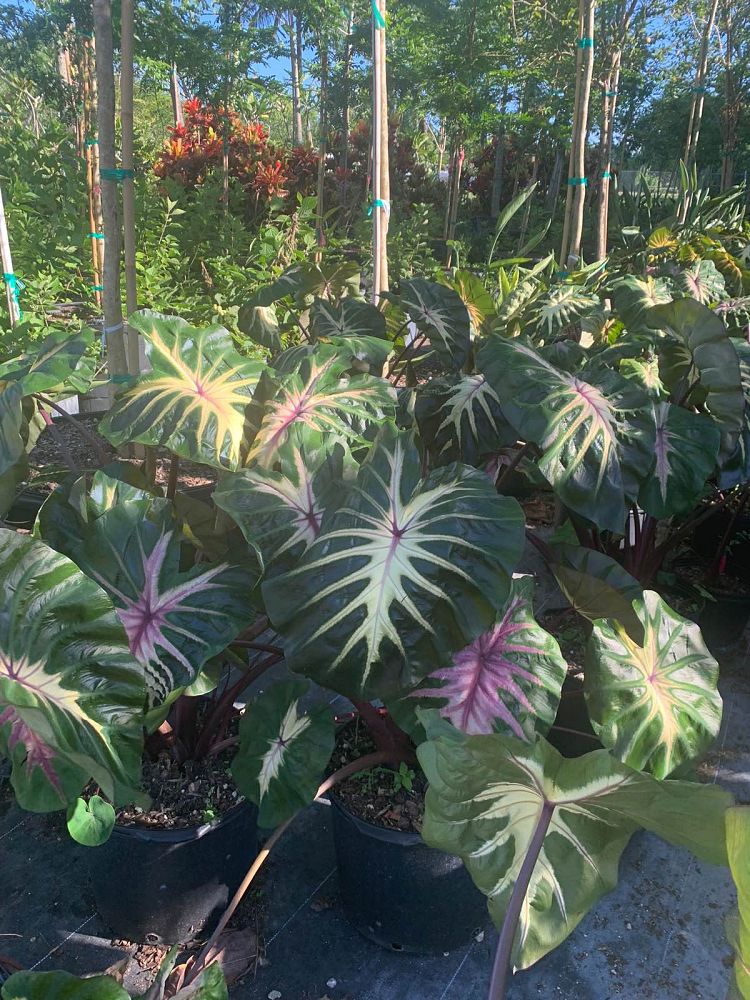 colocasia-esculenta-royal-hawaiian-waikiki
