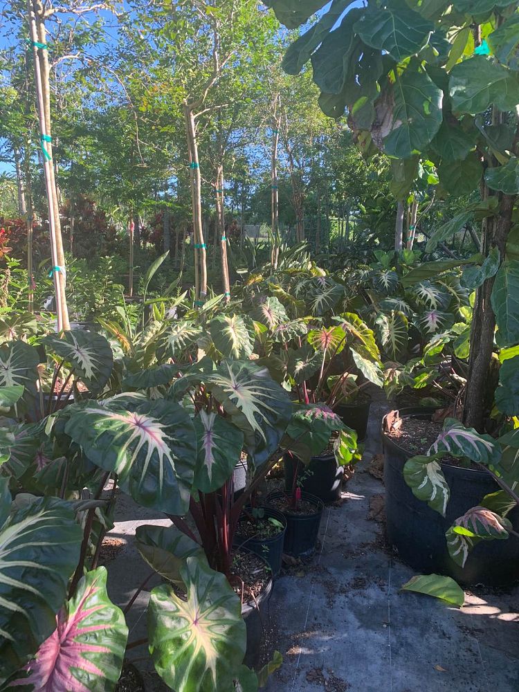 colocasia-esculenta-royal-hawaiian-waikiki