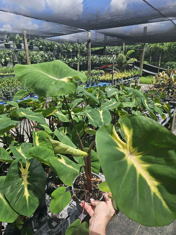 colocasia-esculenta-royal-hawaiian-waikiki