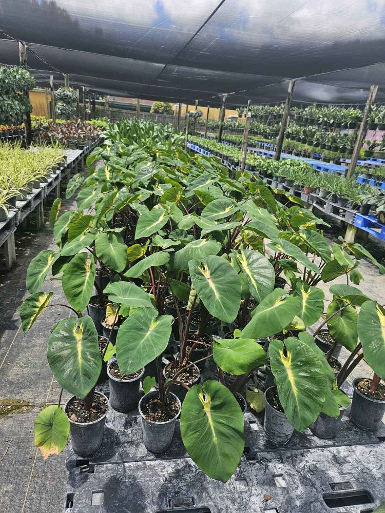 colocasia-esculenta-royal-hawaiian-waikiki