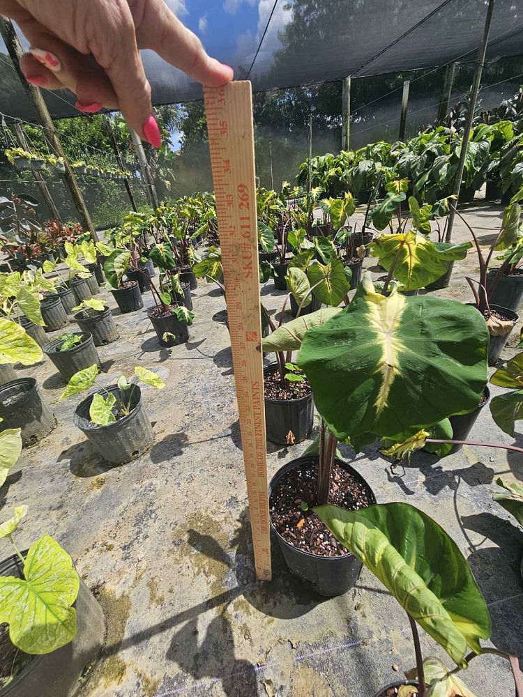 colocasia-esculenta-royal-hawaiian-waikiki
