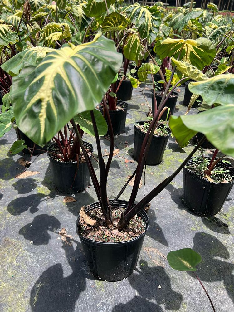 colocasia-esculenta-royal-hawaiian-waikiki