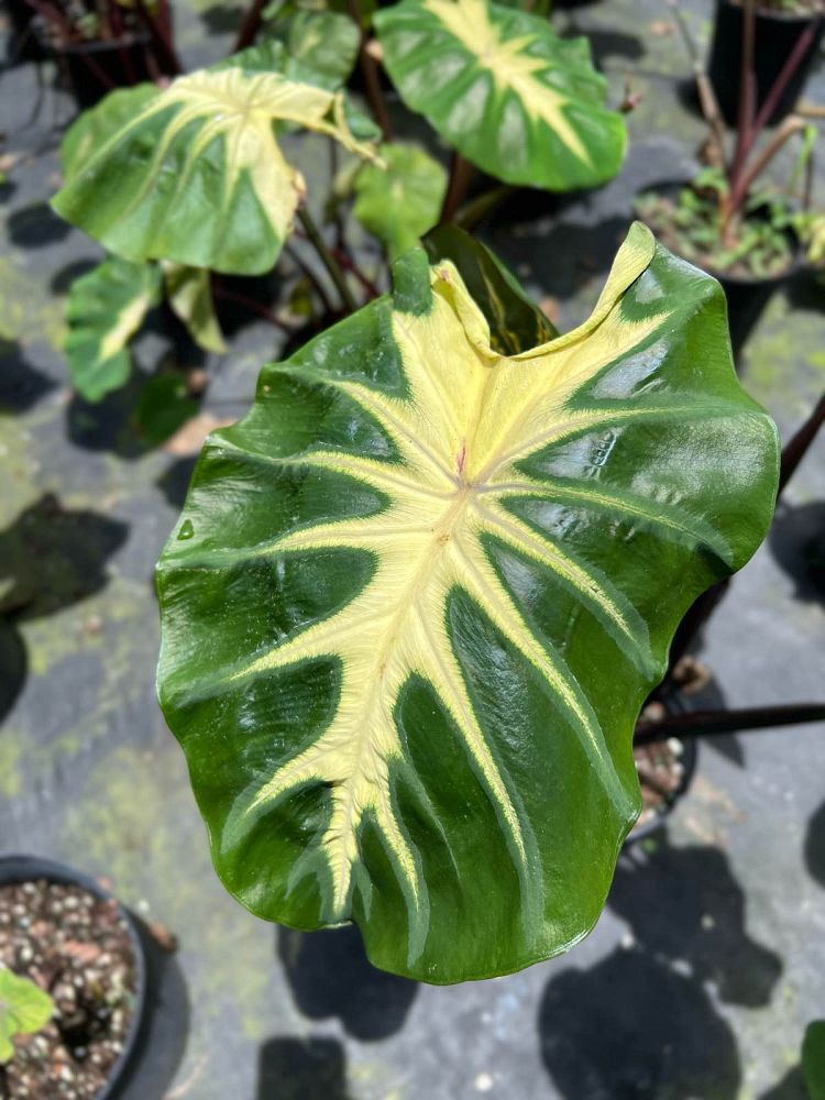 colocasia-esculenta-royal-hawaiian-waikiki