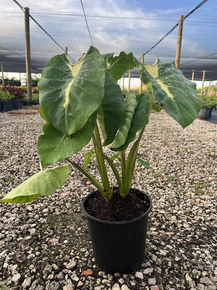 colocasia-esculenta-royal-hawaiian-white-lava-taro-elephant-ear