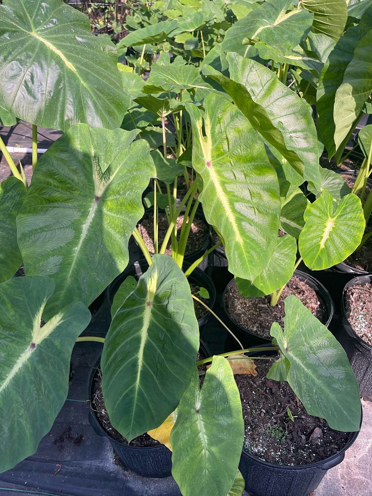 colocasia-esculenta-royal-hawaiian-white-lava-taro-elephant-ear