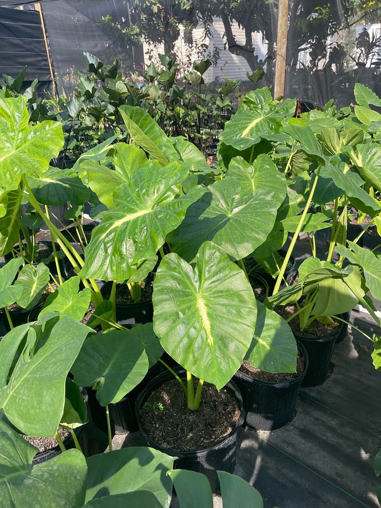 colocasia-esculenta-royal-hawaiian-white-lava-taro-elephant-ear