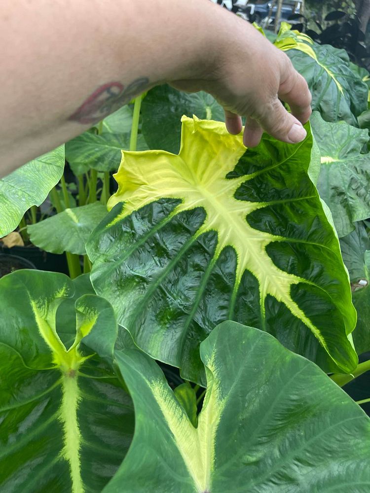 colocasia-esculenta-royal-hawaiian-white-lava-taro-elephant-ear